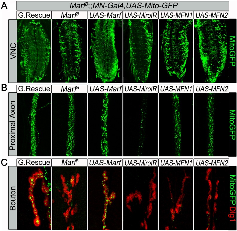 Figure 3—figure supplement 2.