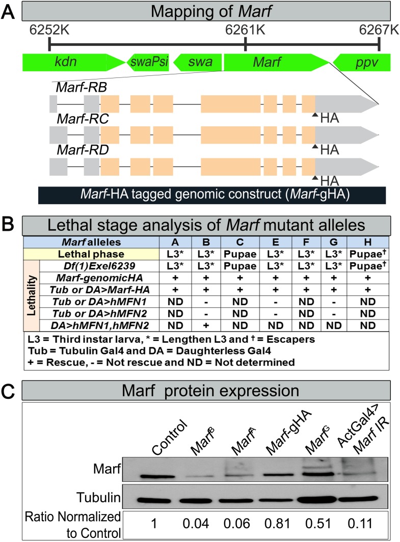 Figure 1—figure supplement 1.