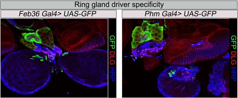 Figure 5—figure supplement 1.