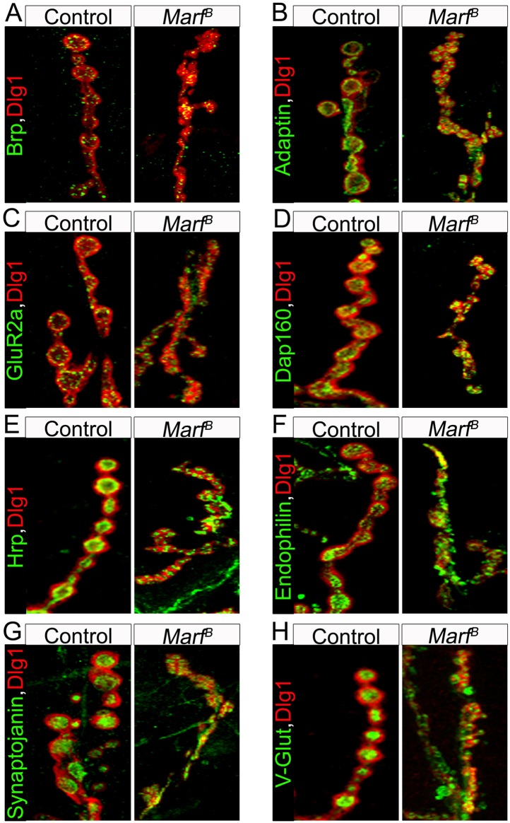 Figure 3—figure supplement 1.