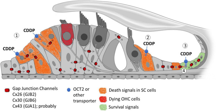 FIGURE 2