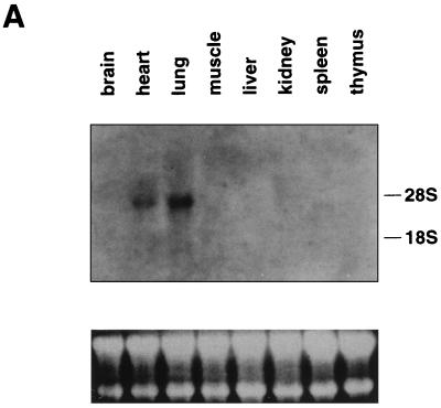 FIG. 6