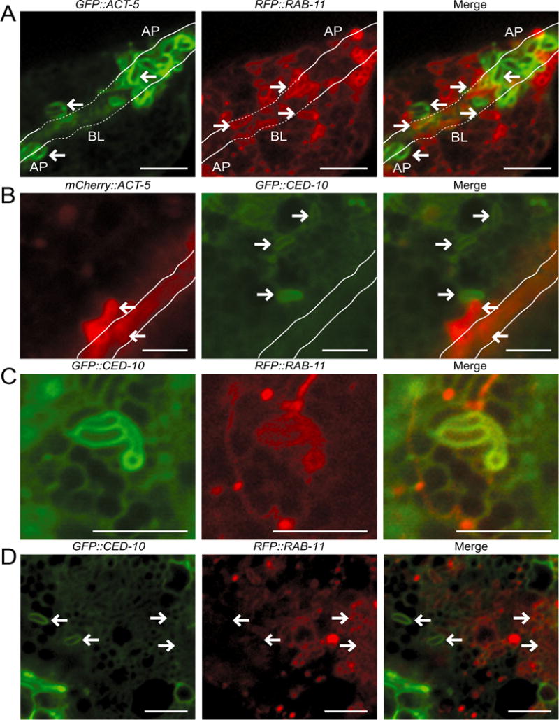 Fig. 4