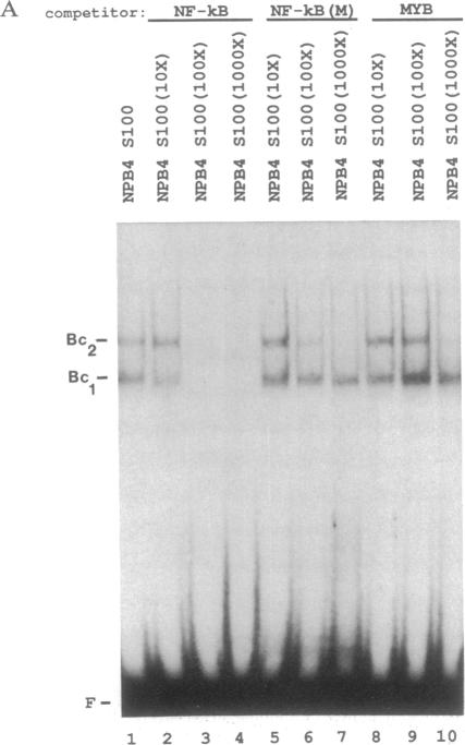 graphic file with name pnas01055-0203-b.jpg