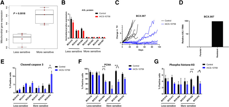 Figure 3. Predictor of response to IACS-10759 in TNBC. A, Using baseline RNA-seq analysis for PDX with known IACS-10759 sensitivity, we found that protein-coding mitochondrial genes are expressed significantly higher in PDXs more sensitive to IACS-10759. B, AXL protein as determined by RPPA is higher in PDXs less sensitive to IACS-10759. C and D, A highly sensitive PDX was treated for >90 days (individual tumors shown) and sporadic tumors began growing, and a reformed tumor had increased AXL1 mRNA expression compared with the control. E–G, We treated a select set of PDXs with ranges of responses to IACS-10759 (5 mg/kg, orally, 5 days on 2 days off) and collected the tumors after 12 days of treatment. We analyzed the samples for CC3 (E), PCNA (F), and phosphohistone H3 (G). *, P < 0.05; **, P < 0.01.