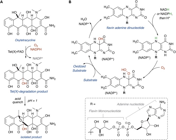 FIGURE 3