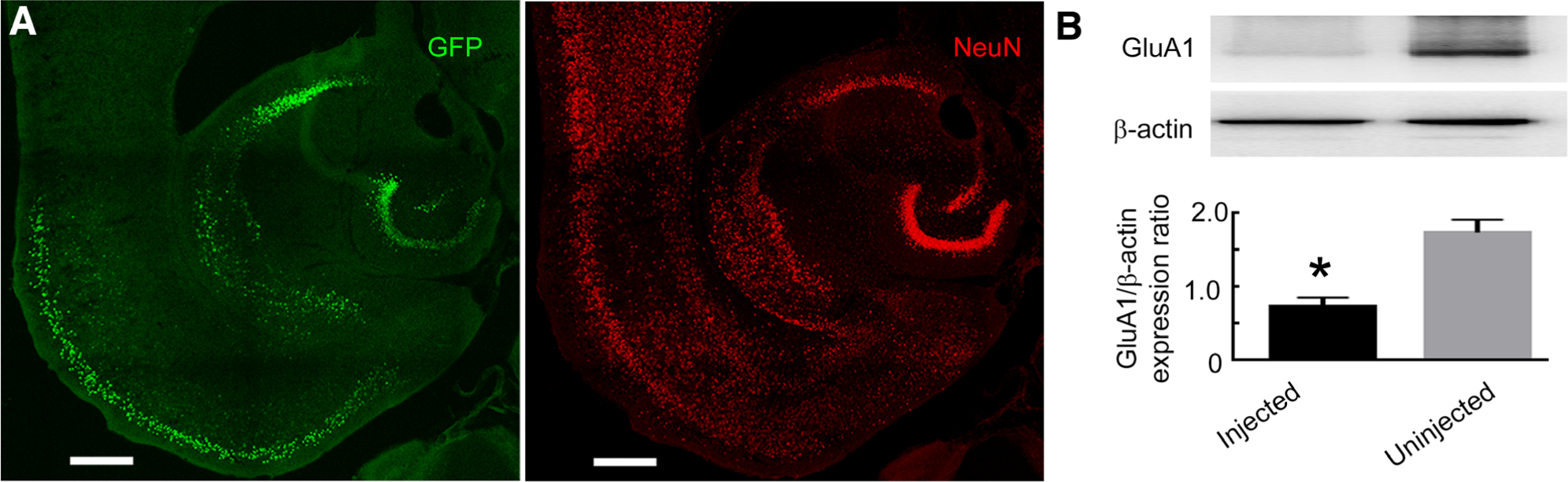 FIGURE 4: