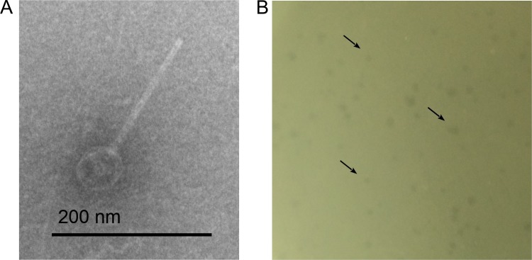 FIG 3