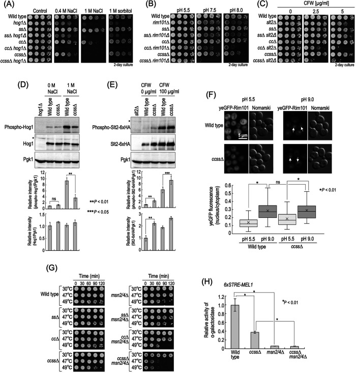 FIGURE 4: