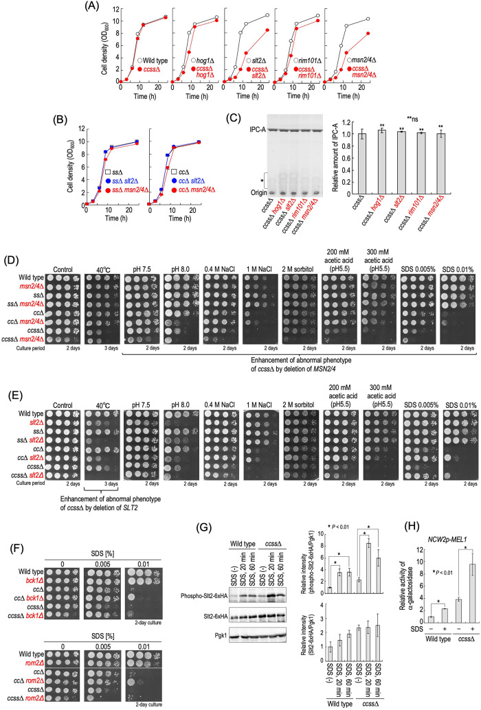 FIGURE 5: