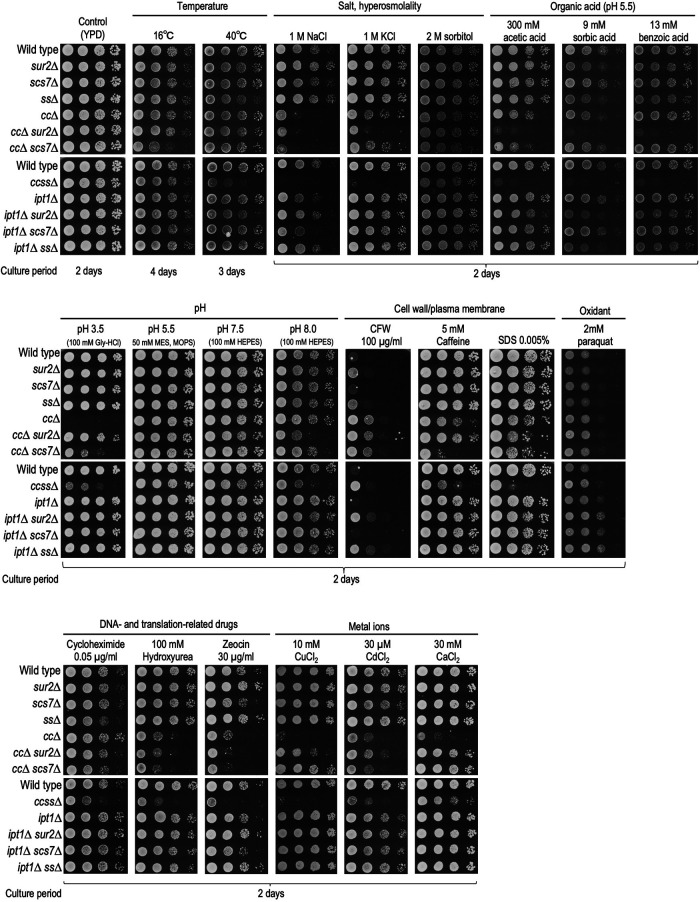 FIGURE 2: