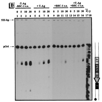 FIG. 5