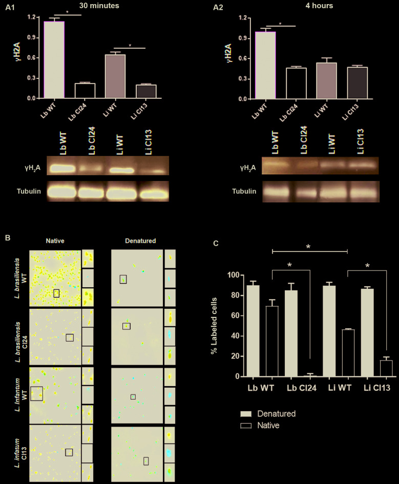 Fig. 6: