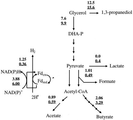 FIG. 1.