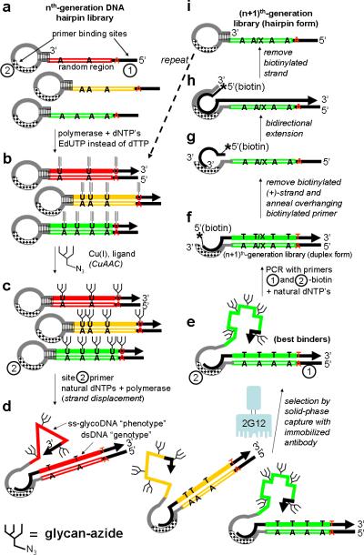 Scheme 1