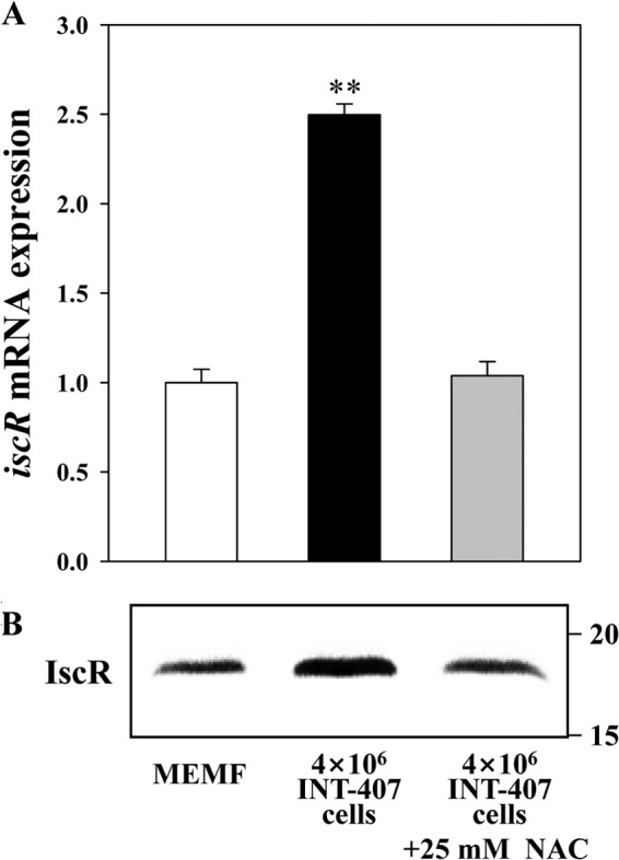 FIG 10