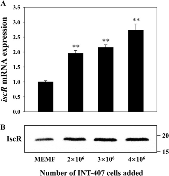 FIG 8