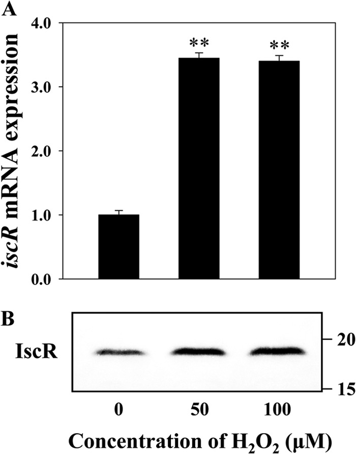 FIG 9