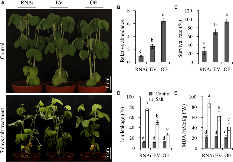 FIGURE 6