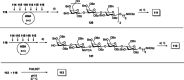 Scheme 6