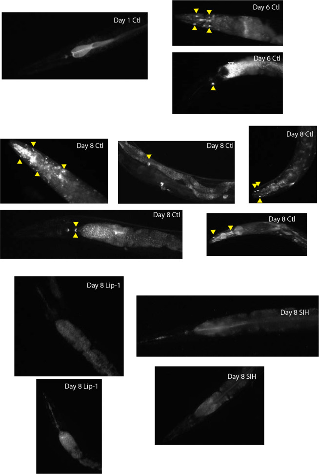 Figure 2—figure supplement 2.