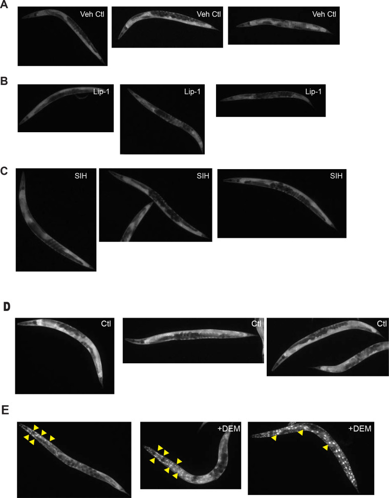 Figure 2—figure supplement 3.