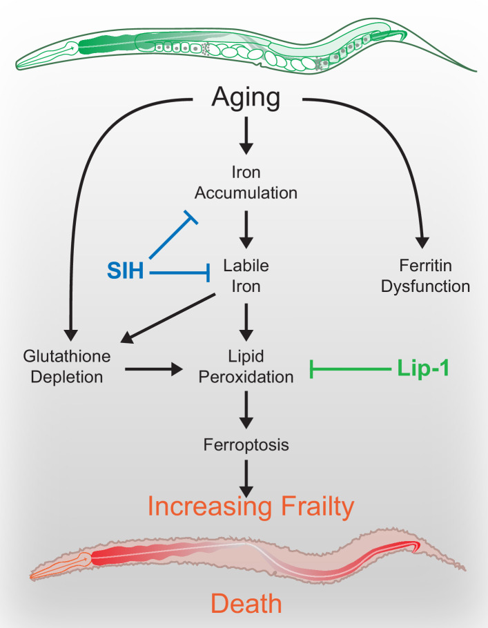 Figure 7.