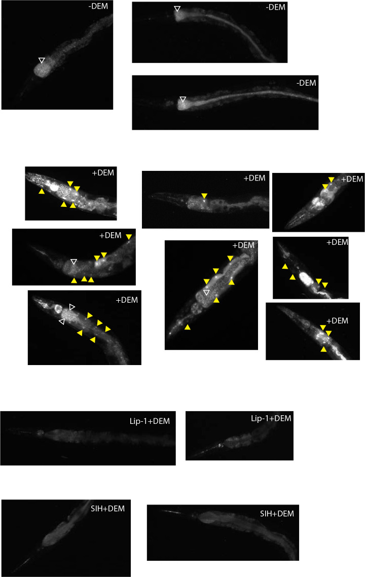 Figure 2—figure supplement 1.