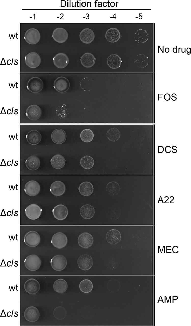 FIG 6