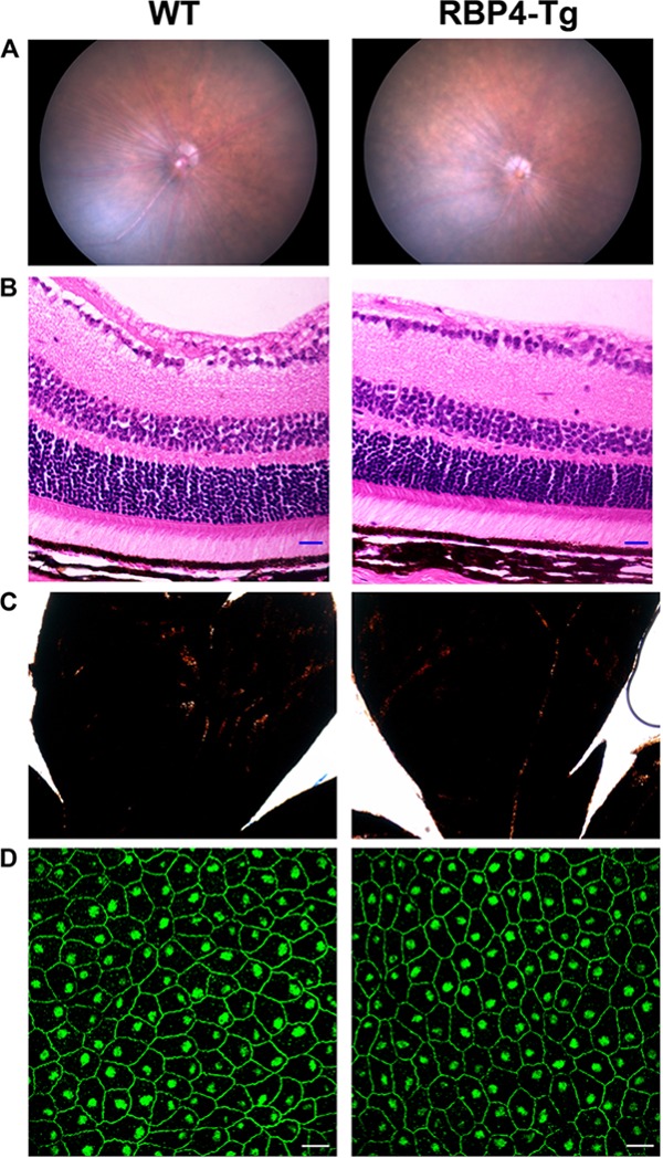 FIG 6