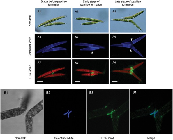 FIGURE 2