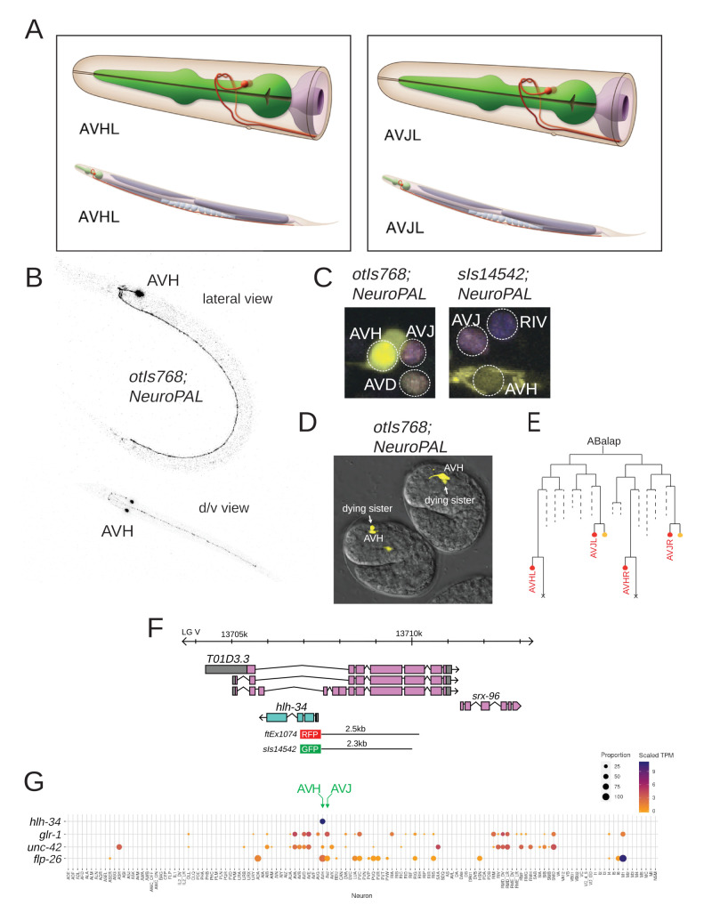 Figure 1. AVH and AVJ neurons and hlh-34 expression