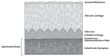 Fig. (1)