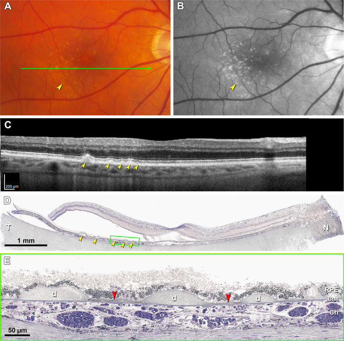 Fig. 8