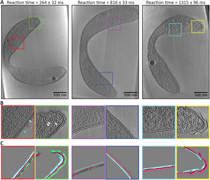 FIGURE 3: