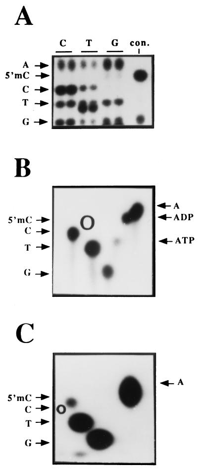 FIG. 5