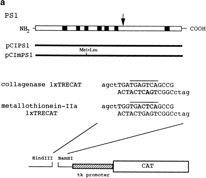 graphic file with name JCB9901080.f5a.jpg