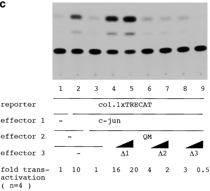 graphic file with name JCB9901080.f8c.jpg