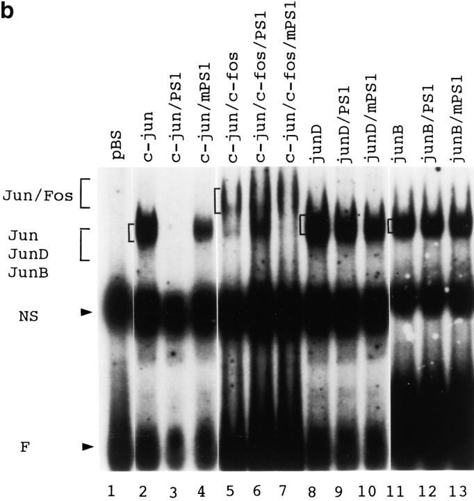 graphic file with name JCB9901080.f6b.jpg