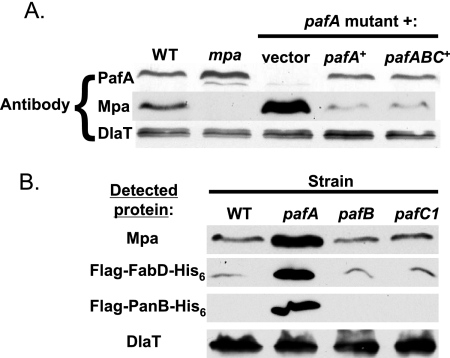 FIG. 5.