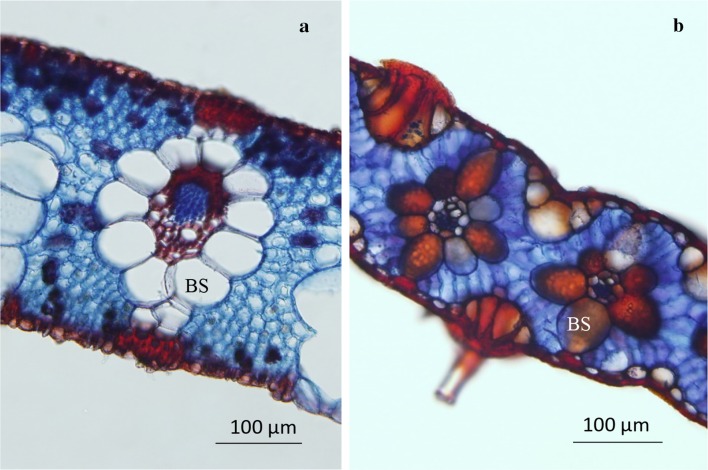 Fig. 1