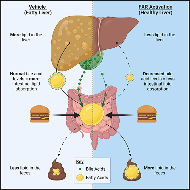 graphic file with name nihms-1724771-f0001.jpg