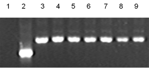 Figure 2: