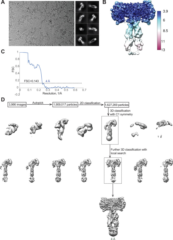 Figure 1—figure supplement 3.