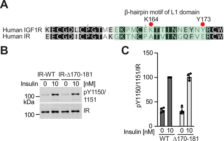 Figure 6—figure supplement 1.