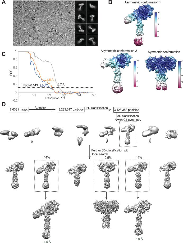 Figure 4—figure supplement 1.