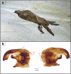 Fig. 1