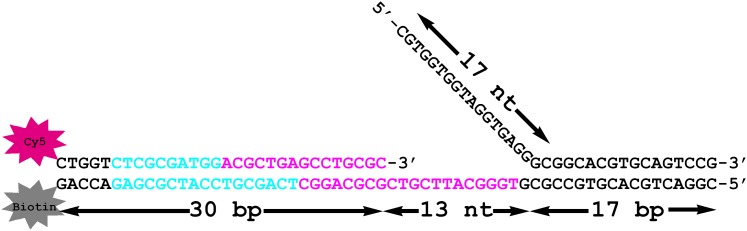 Figure 5—figure supplement 1.