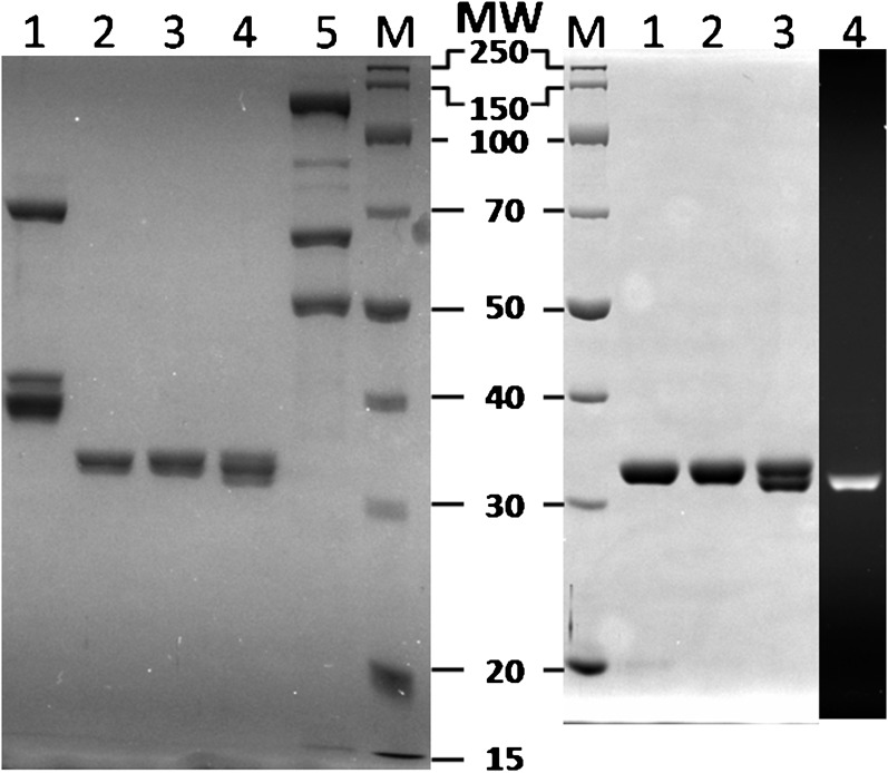 Figure 1—figure supplement 1.