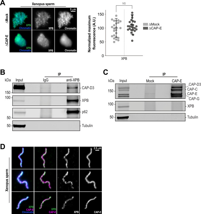 Figure 3—figure supplement 1.